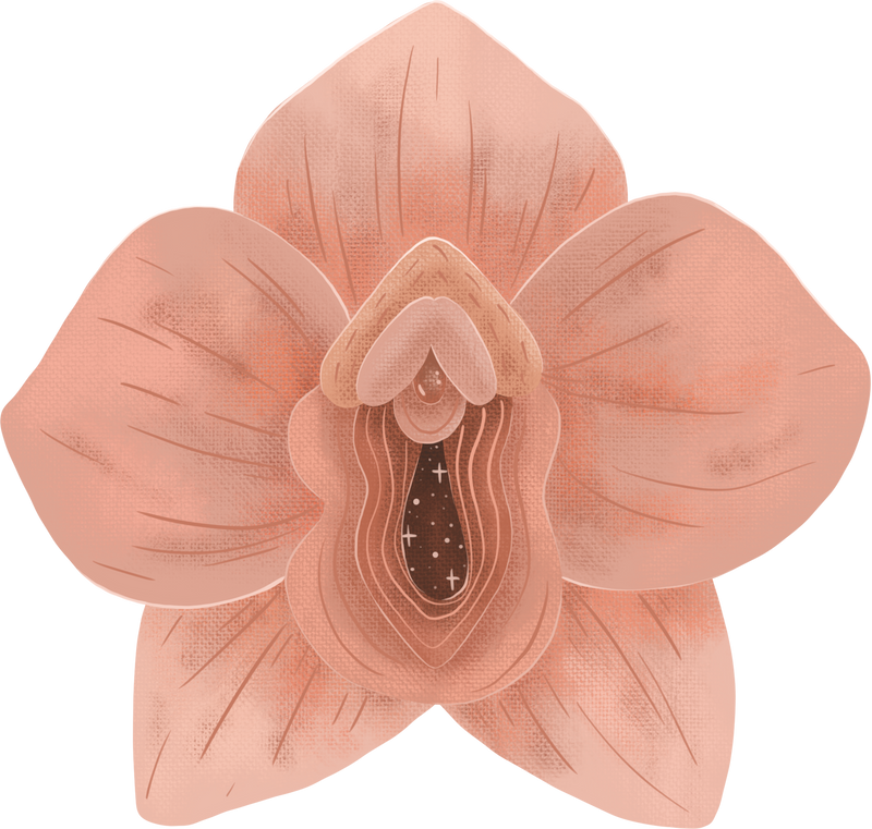 Floral Flower Illustration, uterus, vagina, vulva, female reproductive system